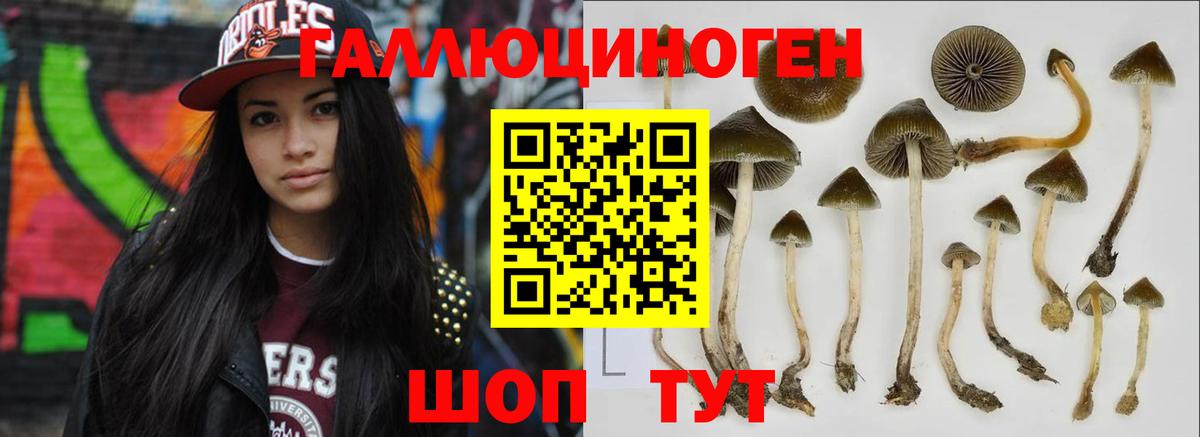Псилоцибиновые грибы Psilocybe Наро-Фоминск